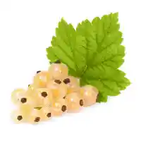 porzeczka1