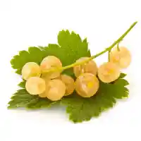 porzeczka1