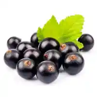 porzeczka5